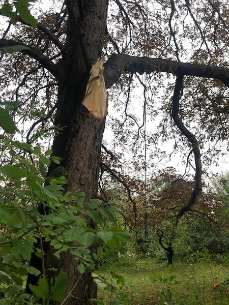 Beskæring eller fældning af træ