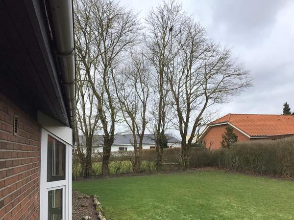 Træfældning