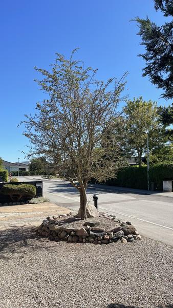 Fældning af træer, busk og fjernelse af stubbe