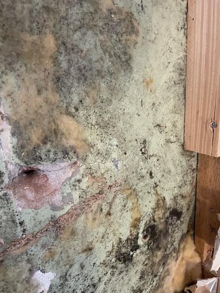 Fjernelse af skimmelsvamp på gavlvægge