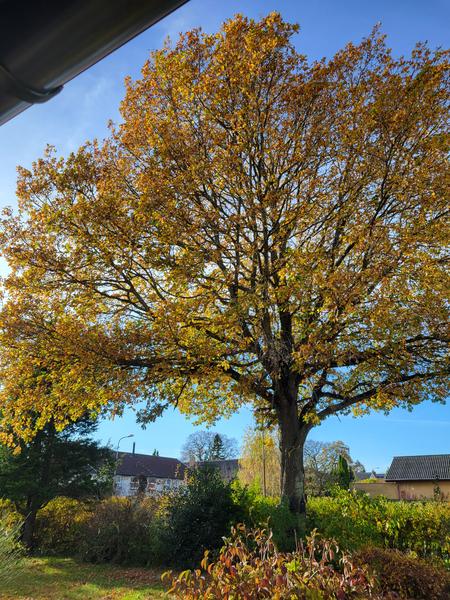 Beskæring eller fældning af egetræ