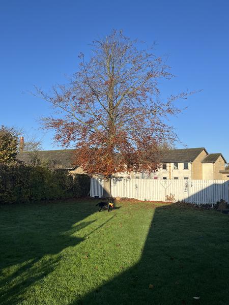 Træfældning af træ