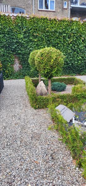 Plantning af thujaer