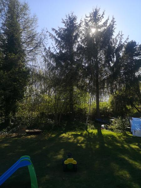 Prisoverslag - Fældning af træer