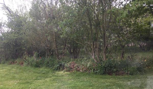 Ordne bed og fældning af træer