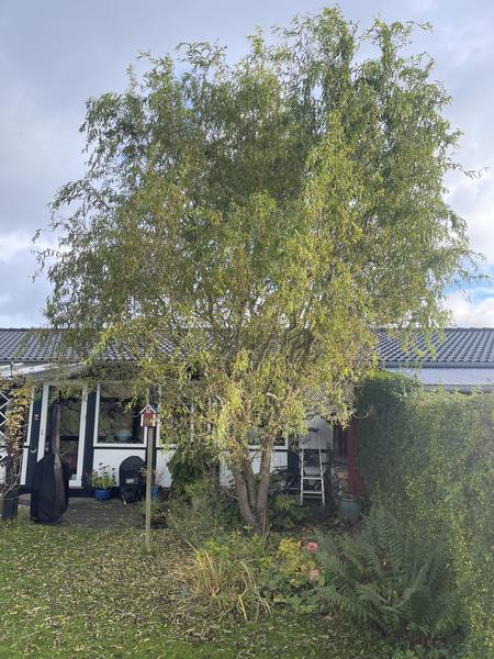 Beskæring af troldepil