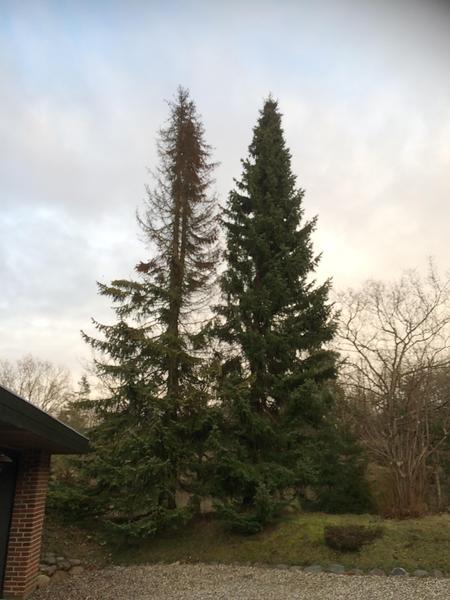 Træfældning af grantræer