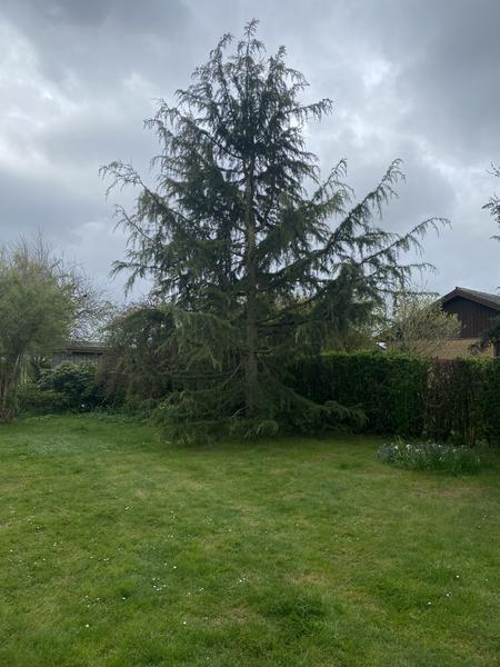 Fældning og rodfræsning af træ