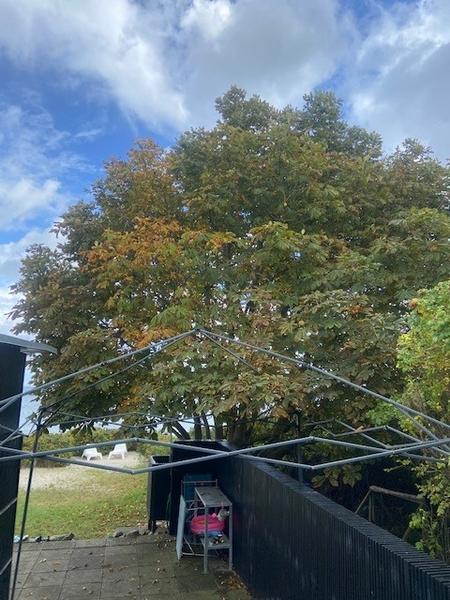 Topkapning af kastanietræ