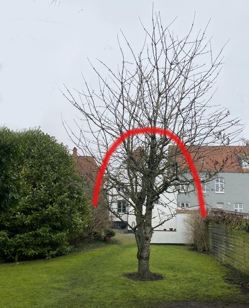 Beskæring af kirsebærtræ