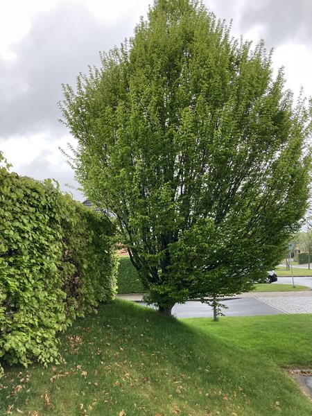 Fældning af træer