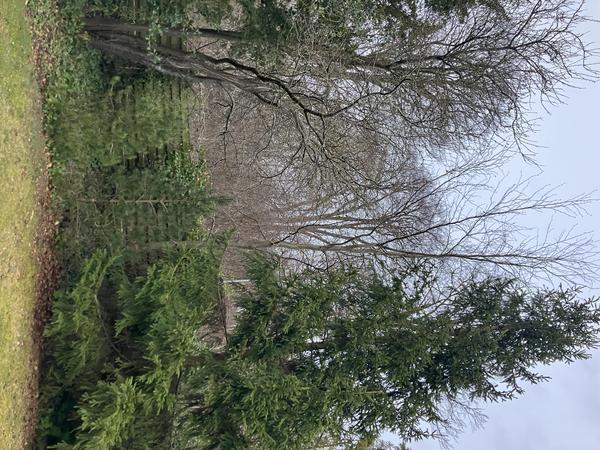 Fældning og opdeling af bøgetræ