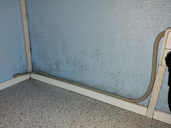 Inspektion af mug/skimmel