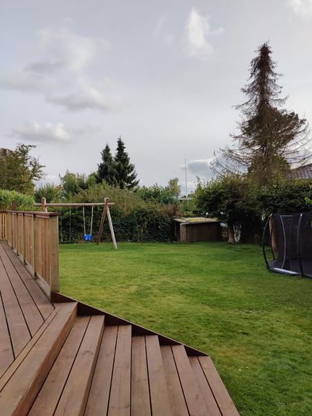 Fældning af nåletræ