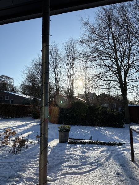 Beskæring af træer