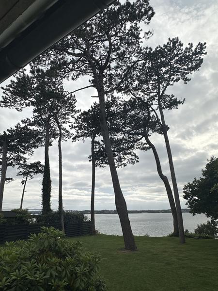 Fældning af fyrretræ med stub fræsning