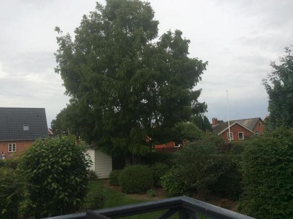 Rodfræsning og træfældning