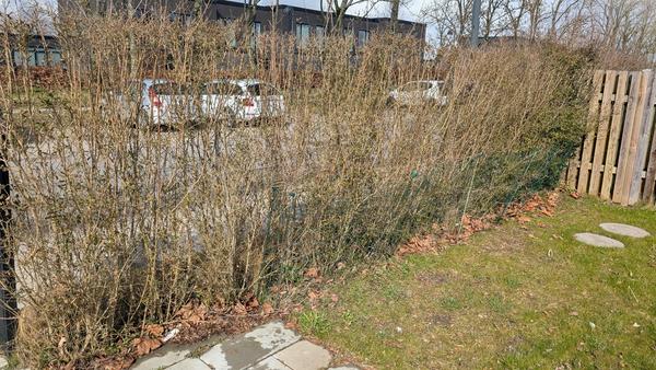 Fjernelse af buske og etablering af thuja-træer