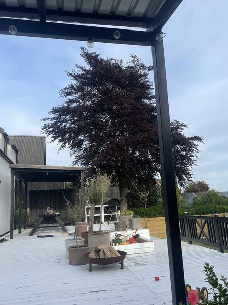 Fældning af træ i have