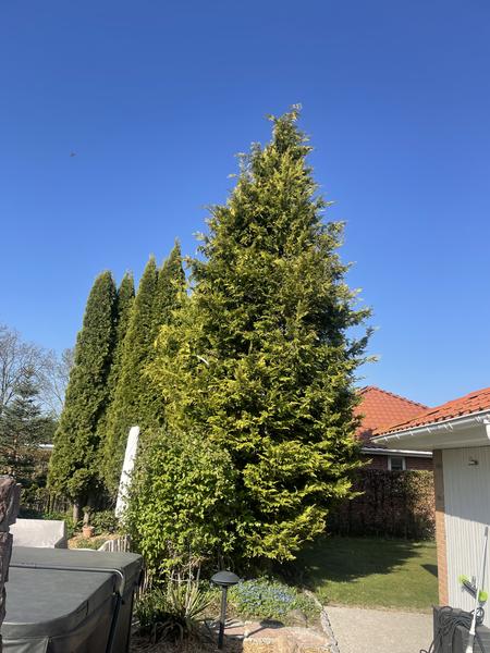 Topkapning af grantræ