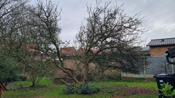 Beskæring af æbletræ
