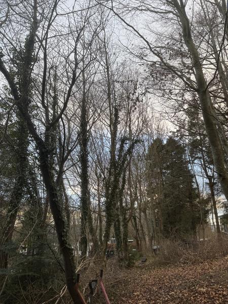 Beskæring af høje træer
