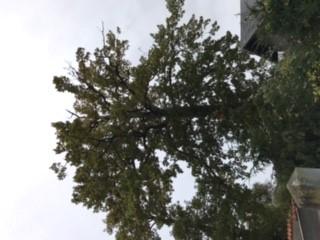 Opstamning og justering af krone på egetræ