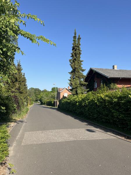 Træfældning