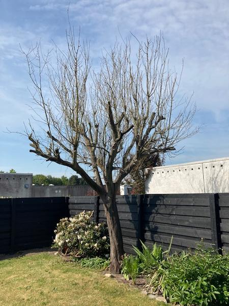 Træfældning inkl. stubfræsning