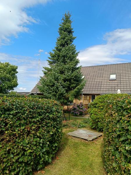 Fældning af grantræ og fræsning af stubbe