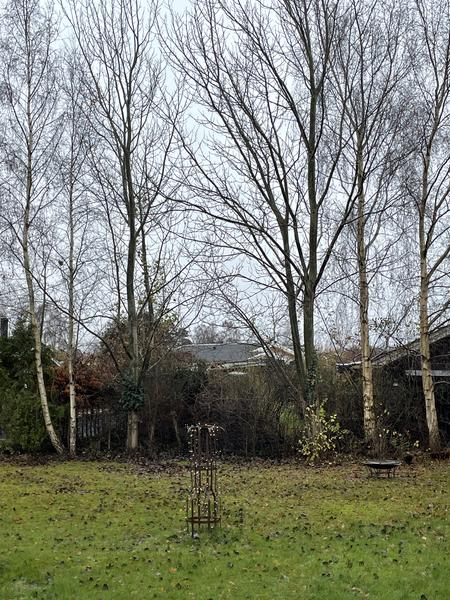 Fældning af to træer