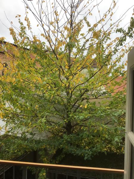 Boligforening - Beskæring af træ