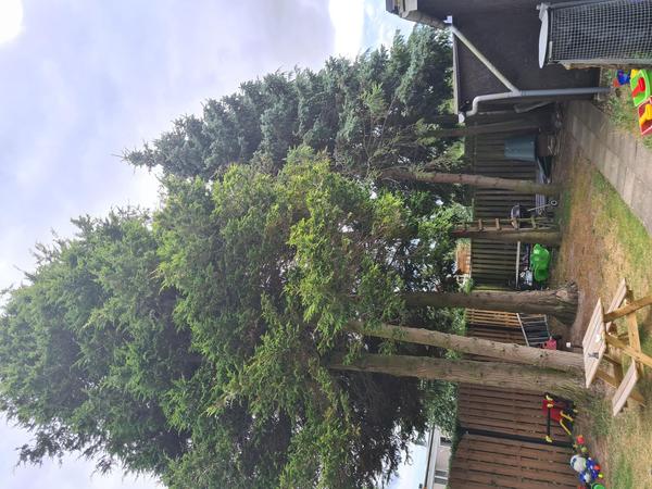 Træfældning med stubfræsning