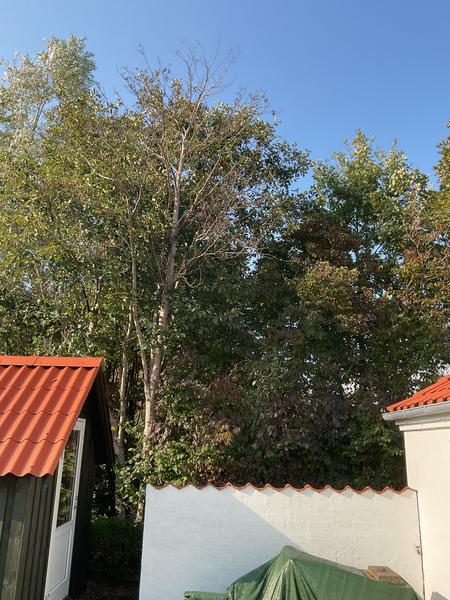 Fældning af træ