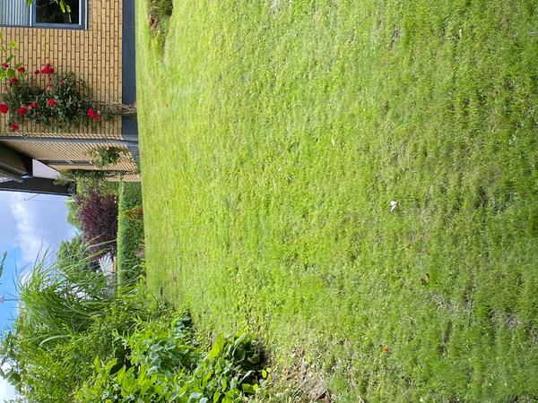 Fældning og beskæring af træer