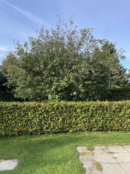 Bekæring af æbletræer