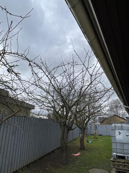 Beskæring af træer