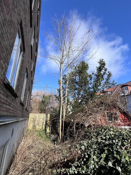 Beskæring af ahorntræ i skel