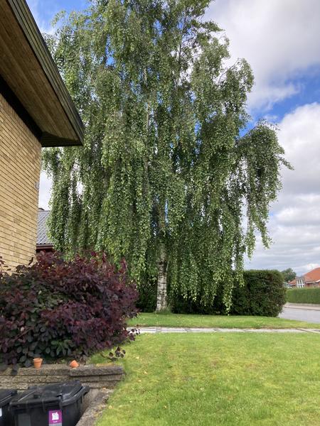 Topkapning af birketræ