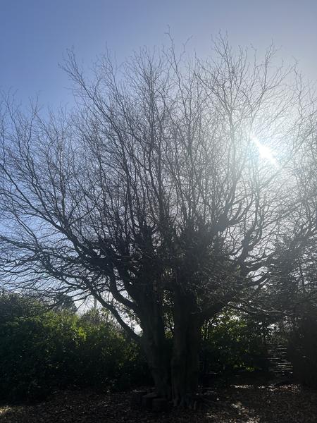 Fældning og beskæring af træer