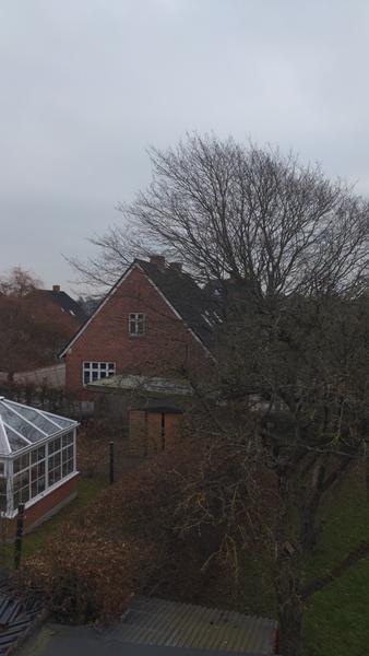 Kronereduktion af høj avnbøg