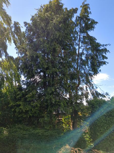 Fældning af træer m.m.