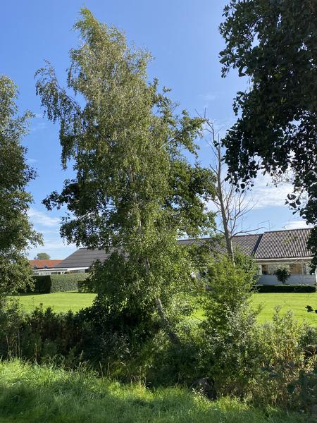 Boligforening - Topkapning og træfældning