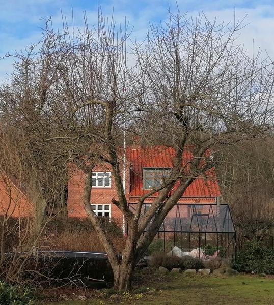 Beskæring af frugttræ