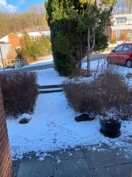 Fældning af træer