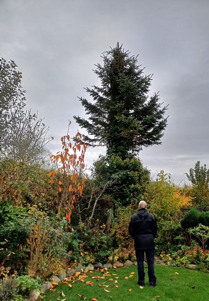 Træfældning og bortskaffelse af træ
