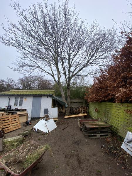 Fældning af træ nær garage