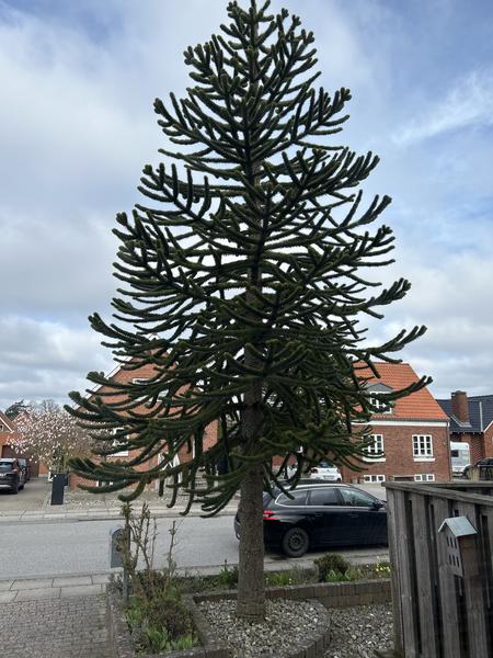 Fældning af æbletræ