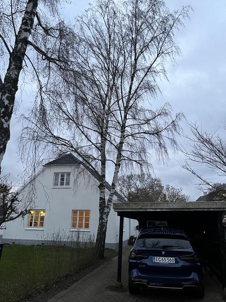 Fældning af træ