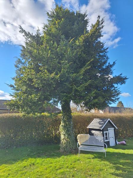 Fældning af træ og rodfræsning